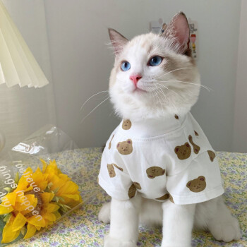 韩国猫咪衣服夏季薄款防掉毛布偶小奶猫可爱宠物狗狗猫猫衣服小熊头