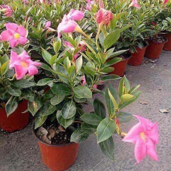 藤庭双喜藤院阳台爬藤植物耐寒热花期长四季开花盆栽花卉飘香藤粉色1