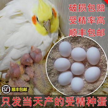玄凤鹦鹉受精蛋种蛋鹦鹉鸟蛋种蛋可人工孵化种蛋黄化玄凤受精蛋玄凤种