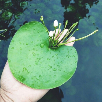 精选水培植物水芙蓉魁叶萍狐尾藻一叶莲铜钱草鱼缸水草浮萍水养绿植