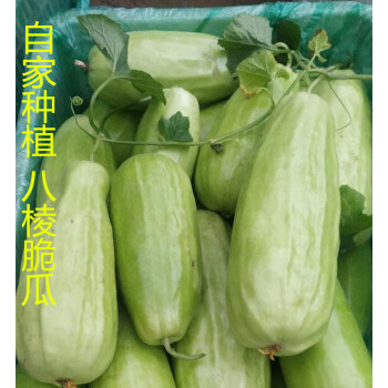 海谷生鲜水果山东八棱脆瓜菜瓜烧瓜无糖水果甜瓜羊角蜜玉女瓜新鲜现摘
