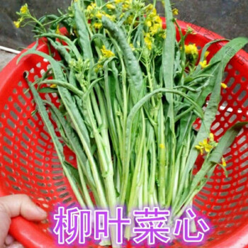 多子多福甜菜心特甜脆菜苔芯种子白菜苔耐热寒蔬菜籽四季播甜脆柳叶