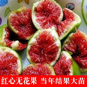 素颜无花果树果苗盆栽带土当年结果南方北方波姬红巴劳奈大无花果苗