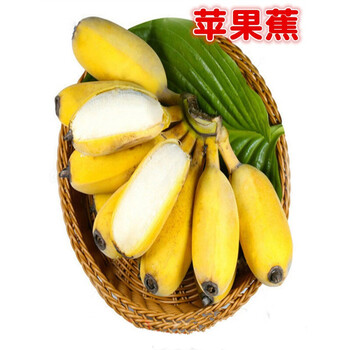 鲜姬苹果蕉正宗新鲜香蕉10斤水果当季整箱自然熟粉蕉小米蕉海南大芭蕉