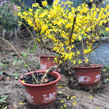 迎春花盆栽盆景老桩树苗庭院室外植物室内客厅花卉d7迎春连翘8年盆景