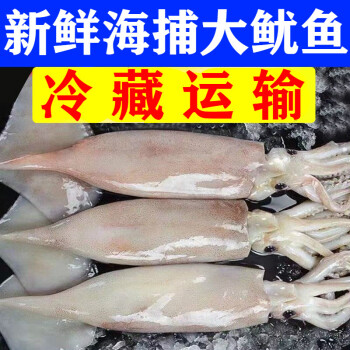 鱿鱼鲜活冷冻新鲜大鱿鱼整条烧烤食材海鲜水产克雷蒙大号整条鱿鱼10斤