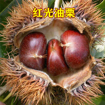 板栗苗 板栗树苗 栗子苗果树苗嫁接大红袍水果苗栗子苗当年结果南方