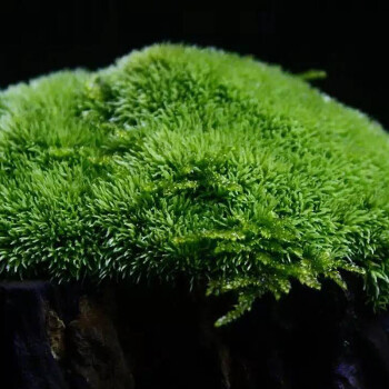 青苔藓鲜活苔藓微景观植物盆景盆栽水陆缸假山草造景材料白发藓短绒