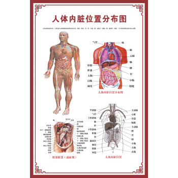 消化肠道系统结构示意图医学挂图血液人体生殖器官医院解剖图海报