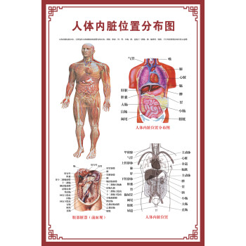 示意图医学挂图血液人体生殖器官医院解剖图海报 人体内脏位置分布图