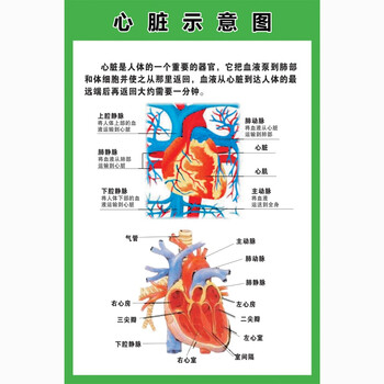 心脏结构图医院海报z111a心脏示意图70寸100x150厘米相纸覆膜背面无胶