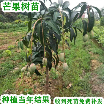 凯特芒果树苗大青金煌芒果桂七芒果嫁接当年四季结果庭院种植南方桂七