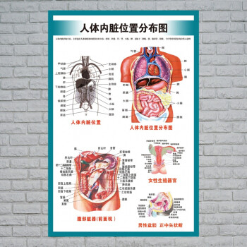 新款心脏结构示意图人体内脏解剖示意图医学宣传挂图人体器官心脏结构