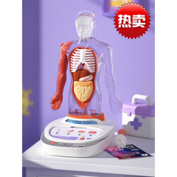 人体模型器官玩具人体器官模型解剖解刨玩具儿童内脏结构我们的身体