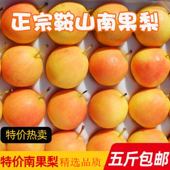 轻恋东北特产辽宁鞍山正宗香甜南果梨净重应季新鲜水果全国z5斤五斤特