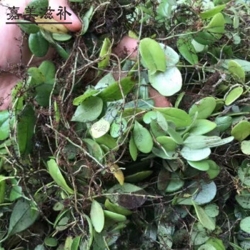 伟博广西抱石莲新鲜抱石莲石瓜子金龟藤抱树莲鱼鳖草现采1斤钱