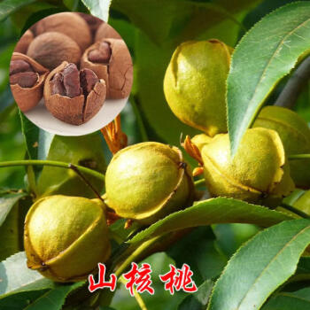 南方北方种植庭院阳台当年结果四季果树苗 山核桃核桃4年苗(当年结果)
