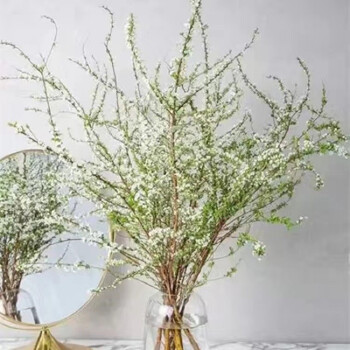 雪柳干枝水插花水培鲜花室内遇水开花客厅阳台观花绿植雪柳花鲜枝水养