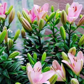 花卉植物盆栽 庭院带芽 百合花苗套餐 盆栽花卉绿植 布林迪西 4份盆土