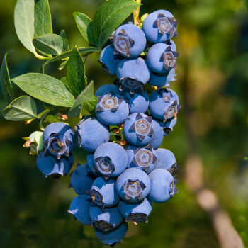 新品种盆栽蓝莓苗地栽蓝莓树苗南方北方种植全国易种当年结果 九年苗