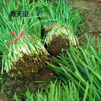 现摘现发头茬头韭菜现割新鲜农家韭菜山东土韭菜三鲜馅时令蔬菜现摘