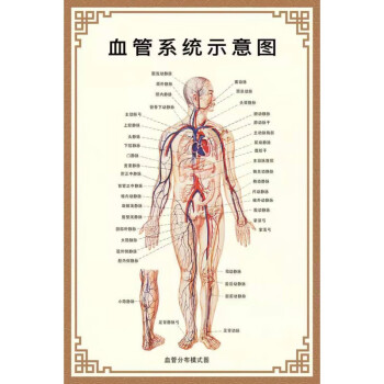 人体内脏解剖示意图全身器官分布图医院心脏解剖挂图医学海报血管示意