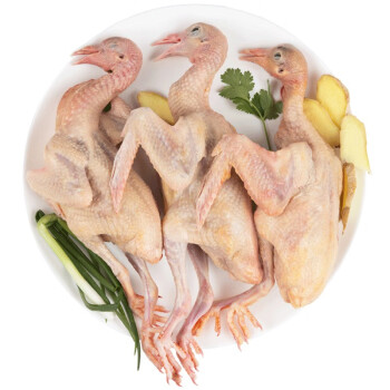 鑫同惠（XINTONGHUI） 新鲜乳鸽3只装 鸽子肉 单只250g左右 土鸽子农家散养现杀