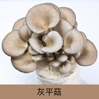蘑菇菌平菇香菇种植菌包菌种栽培种家种自种菌棒盒diyd7 灰平菇大袋装