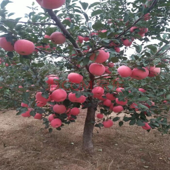 嫁接苹果苗 冰糖心苹果树苗红富士苹果苗红肉苹果庭院种植盆栽苹果苗