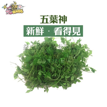 五叶神新鲜野菜草菜天堂草农庄煲汤500g