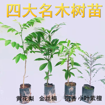 名贵苗木奇楠沉香树苗小叶紫檀 金丝楠木树苗 海南树苗 鱼七秒 金丝