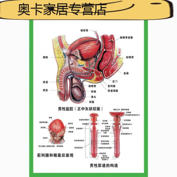 可狄器官结构挂图人体内脏结构解剖示意图医学宣传挂图人体器官心脏