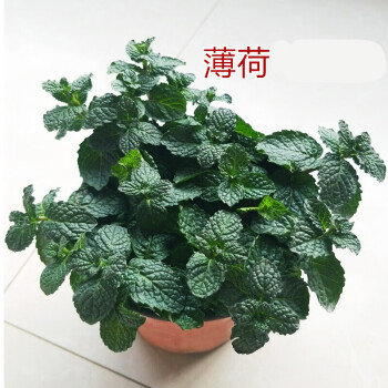 初石云仓薄荷盆栽薄荷叶客厅阳台绿植室内花卉草水培薄荷苗植物薄荷原