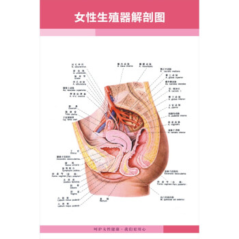 女性生殖器官图 女性乳房子宫乳房生殖系统示意图医学宣传挂图人体