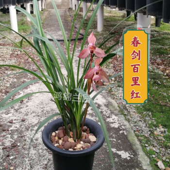 兰花老品种春剑兰花浓香型易成活开品保证谷芹百里红春剑两苗连体