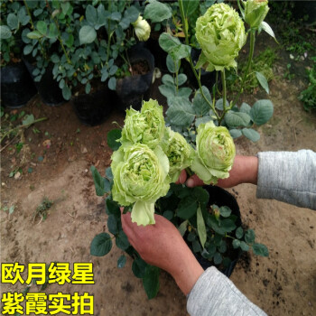 带花发货绿色绿星欧月季花玫瑰花苗盆栽地栽玫瑰花绿云包对版品种2年