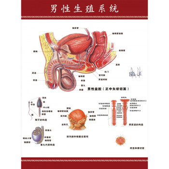 人体解剖挂图全身人体内脏器官结构解刨系统示意图医学宣传挂图 男性