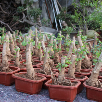 涞思芊品质保证盆栽栽植室内基地直发风景树银杏树苗盆景小盆耐寒花园