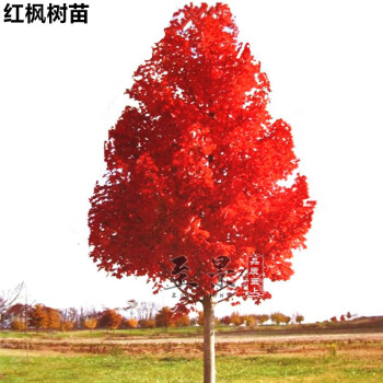 盆栽红枫苗枫叶树庭院景观树风景树苗红枫叶树苗 7#美国红枫秋火焰