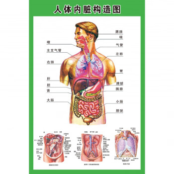 人体内脏解剖示意图医学宣传挂图人体器官心脏结构图医院海报人体内脏