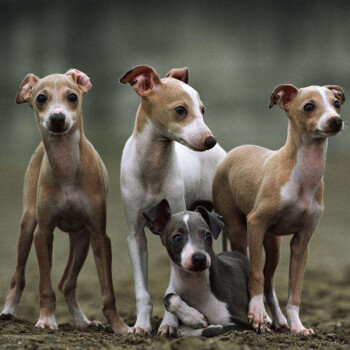 30天保障灵缇细犬猎犬灵缇犬幼犬幼崽宠物级公母均有纯种宠物狗狗灵缇