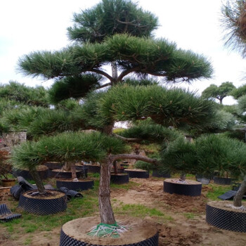 欧博园林绿化苗木庭院植物花卉黑松树苗黑松苗盆景苗日本黑松四季常青