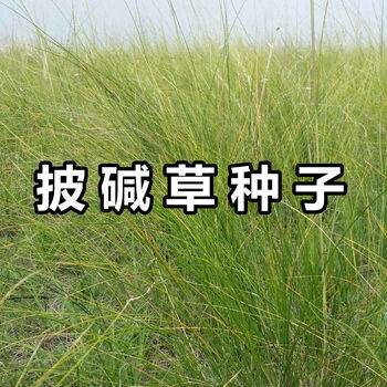 披碱草种子碱茅草抗风沙耐旱耐盐碱草籽耐寒多年生四季牧草种籽花乡