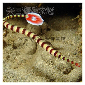 趴趴龙 淡化海龙海水鱼活体 观赏生物海缸珊瑚缸吃虫安全快递包活 斑