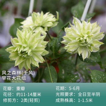 铁线莲盆栽爬藤植物苗乌托邦银币重瓣大花藤本花卉铃铛z1风之森林含盆