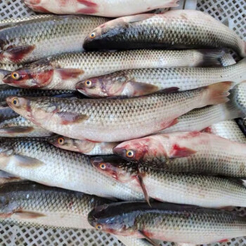 鲜活梭鱼红眼梭子鱼新鲜乌鲻鱼乌头海捕海鱼水产白眼鱼丁鲜每条3斤