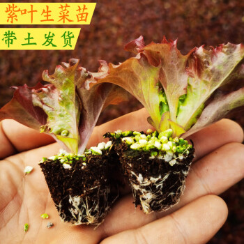 紫叶生菜苗6棵/送20克肥料