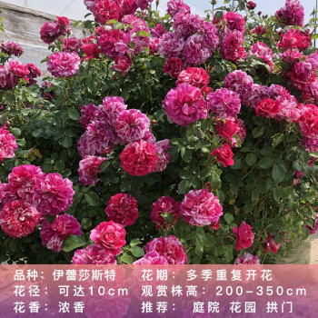 藤本月季 欧月花苗大花浓香爬藤植物绿植盆栽地栽庭院阳台花卉 伊蕾莎