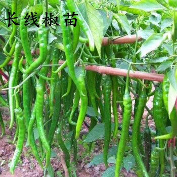 蔬菜秧苗大全四季蔬菜苗多种疏莱苗种苗青椒辣椒黄瓜西红柿茄子瓜豆