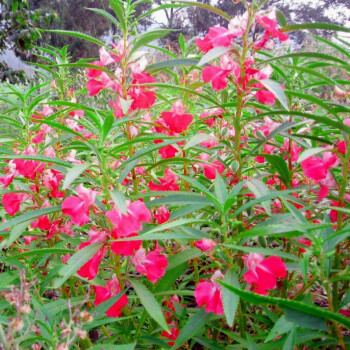 重瓣凤仙花种子指甲花子重瓣指甲花种子茶花凤仙四季种植野花组合